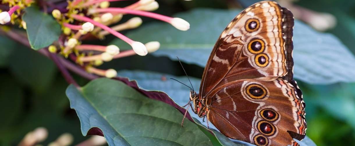  Butterfly Garden Dubai